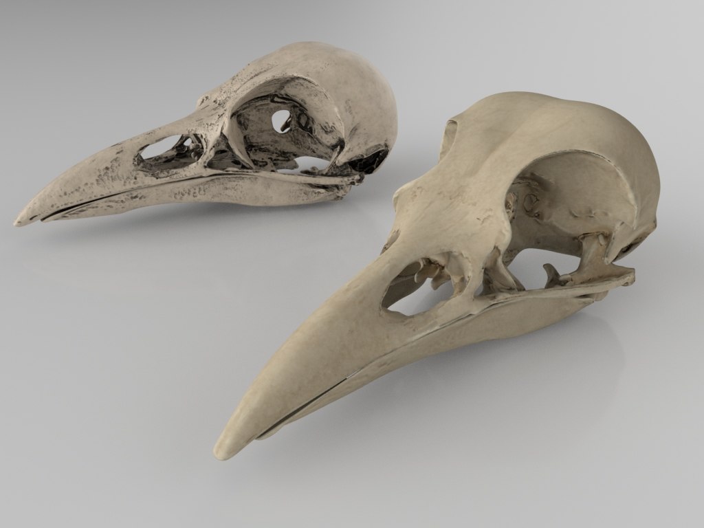 3D raven skull model - TurboSquid 1455173