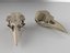 3D raven skull model
