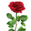 3d flowers red rose