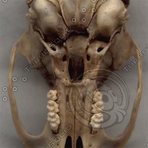!clay ratbottomhirez