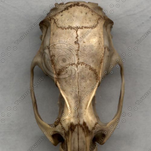  https://static.turbosquid.com/Preview/2019/10/04__13_08_12/RatSkullTopLoRezPreview1.jpg2476011C-2D82-4500-B9E1-CE6F6CD1E66CDefault.jpg