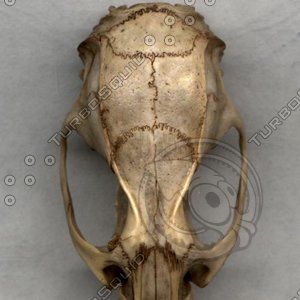 !clay rattophirez