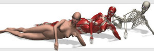 cghuman: eve muscles skeleton 3d model