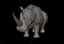 3ds max african black rhino