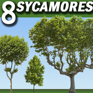 8 Planetree / Sycamores / Platanus Collection High Resolution