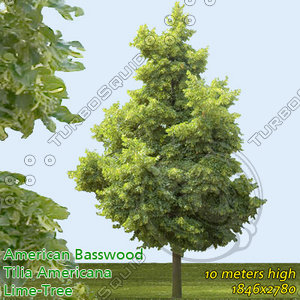 American Basswood 10m -------------------- High Resolution