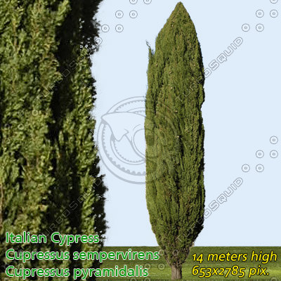 Italian Tree Graphics Texture Photoshop Italian tree plant