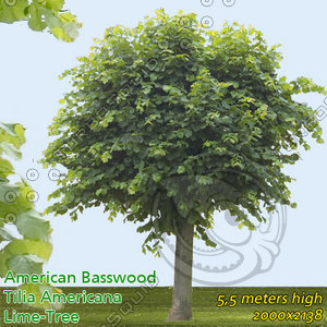 American Basswood 5m - High Resolution