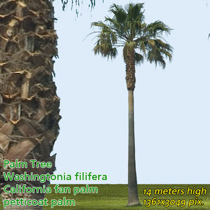 California Fan Palm 14m - High Resolution