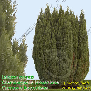 Lawson Cypress - High Resolution