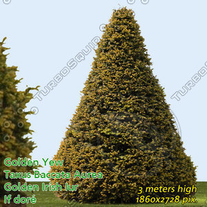 Common Yew Trimmed ---------------------- High Resolution