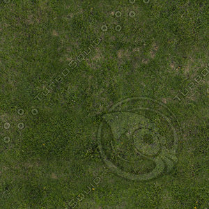 Grass Texture (Seamless)