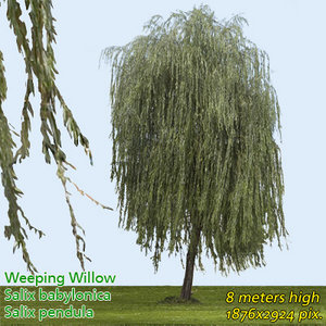 Weeping Willow High Resolution