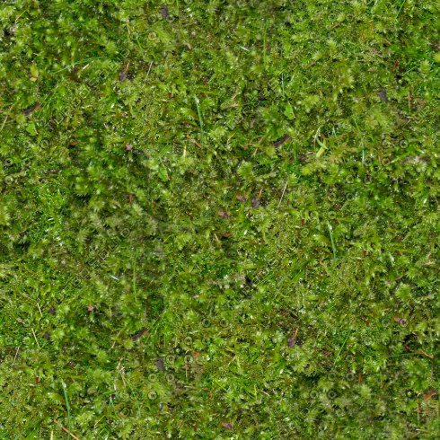 Texture JPEG moss mossy ground