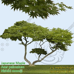 Japanese Maple 2 High Resolution