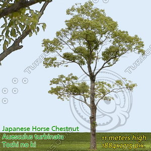 Japanese Horse Chestnut ------------------ High Resolution