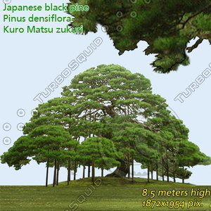 Japanese Black Pine  High Resolution