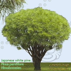 Japanese White Pine  High Resolution
