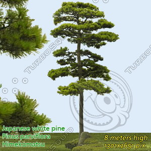 Japanese White Pine 2 ---------------------  High Resolution