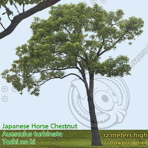 Japanese Horse Chestnut 2 ---------------  High Resolution