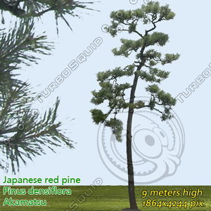 Japanese Red Pine 1 High Resolution