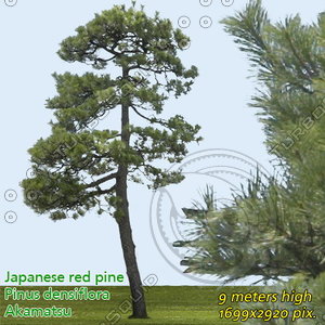 Japanese Red Pine 2 High Resolution