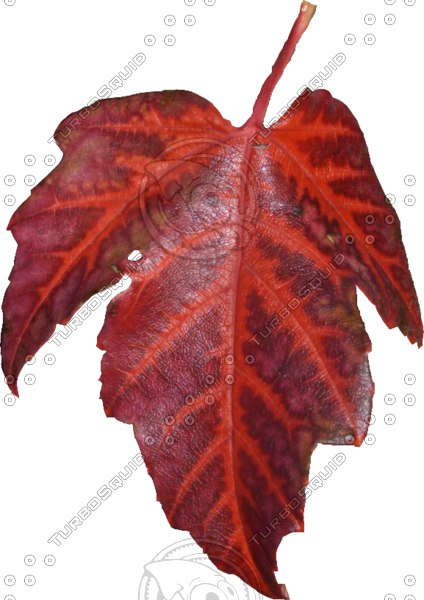 Texture PNG High Resolution Leaf Alphamaps