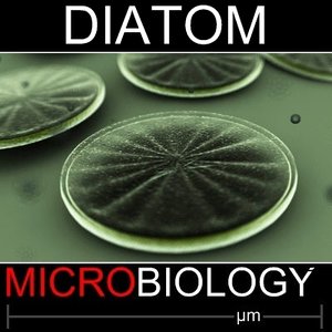 diatom 3d model