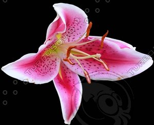 lily--00531a