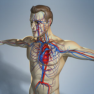 circulatory male human body max