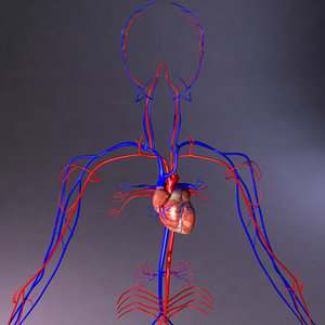 3d circulatory heart model