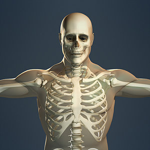 3d human skeleton male body model