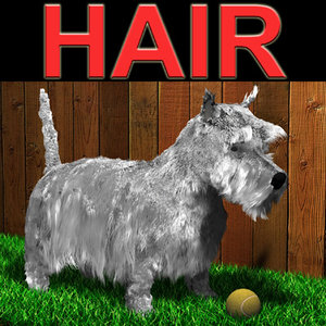 scottish terrier 3d model