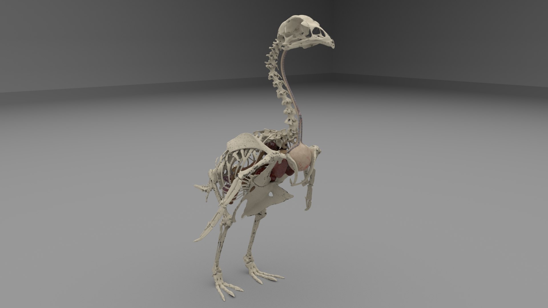 Poultry chicken anatomy heart 3D - TurboSquid 1455938