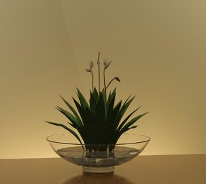 WaterLilyBowl w Plant