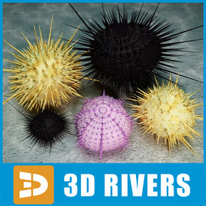 Sea Urchin 3d Models For Download Turbosquid
