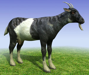 3d model black goat
