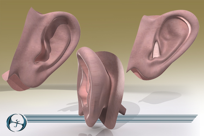 耳朵(5个装)3d模型