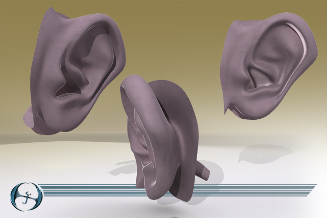 耳朵(5个装)3d模型