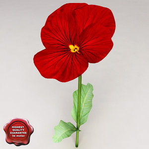 3d pansy red model