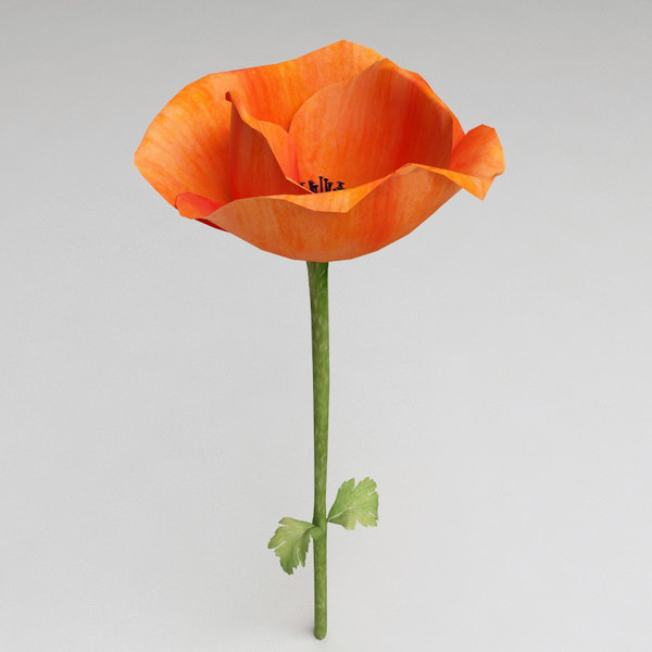 3d model poppy modelled