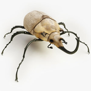 3d model elephant beetle