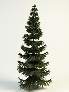 conifer tree 3d model