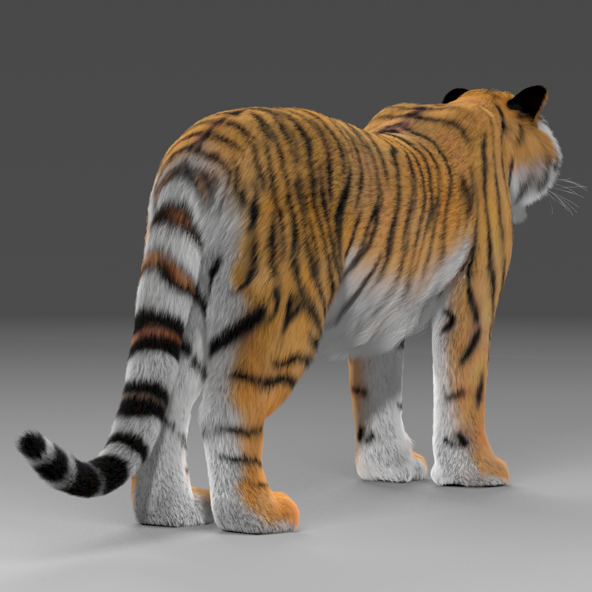 老虎(毛皮)3d模型