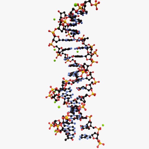 3d Model Double Helix Dna Molecule Turbosquid