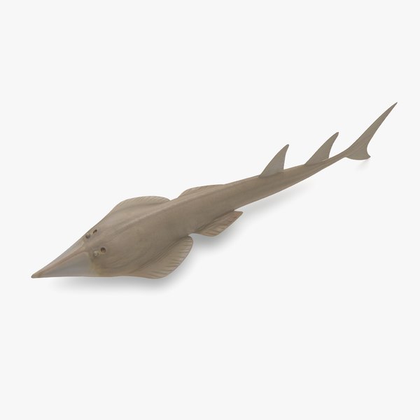 giant shovelnose 3d model