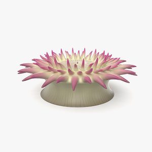 3D aggregating anemone model