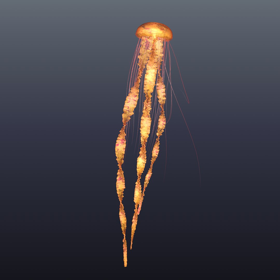 Realistic jellyfish 3D model TurboSquid 1456650
