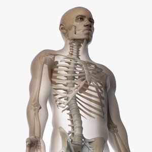 skin african male skeleton 3D model