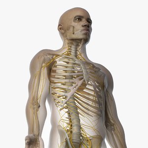 3D skin african male skeleton